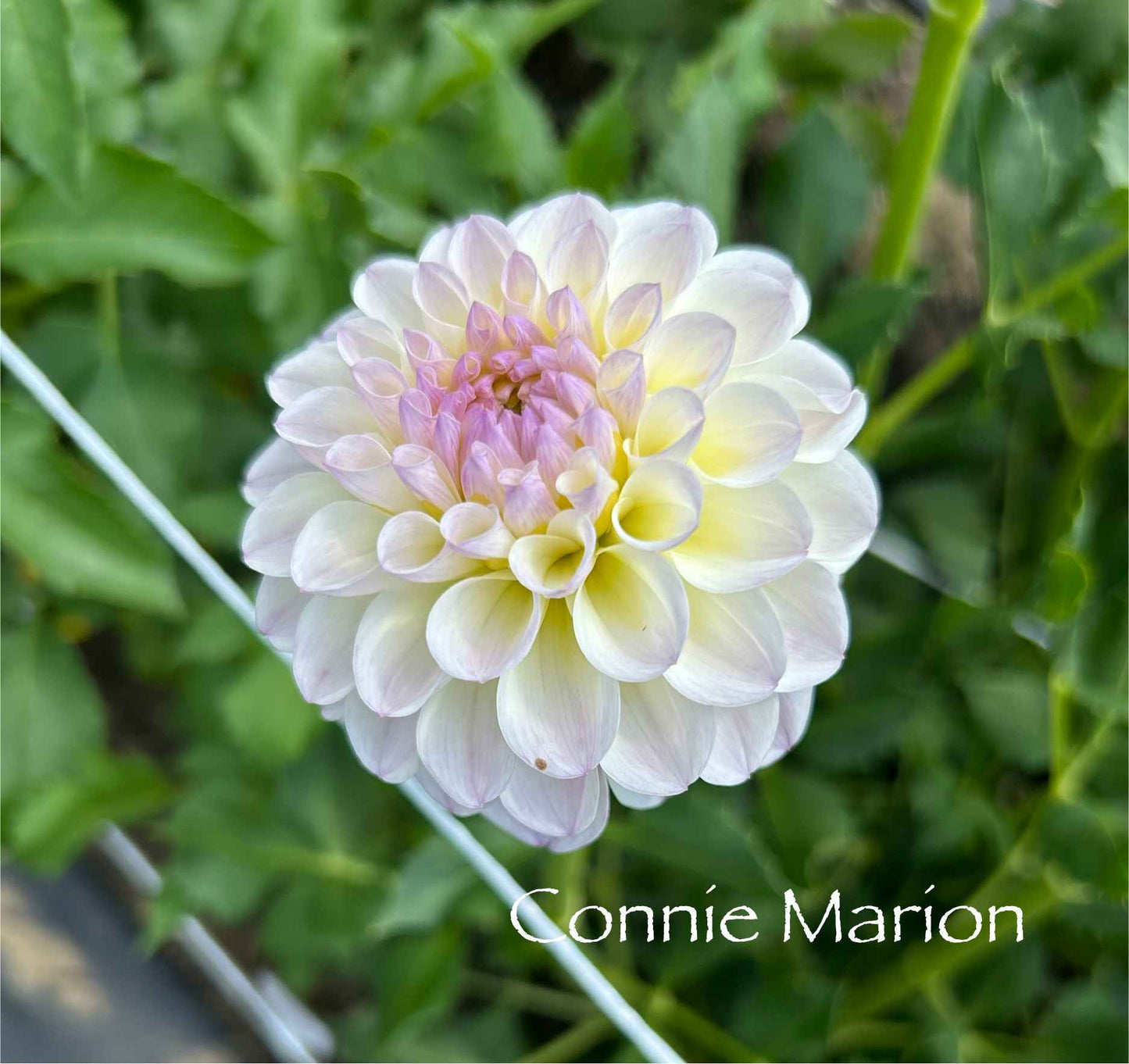 Connie Marion Tuber