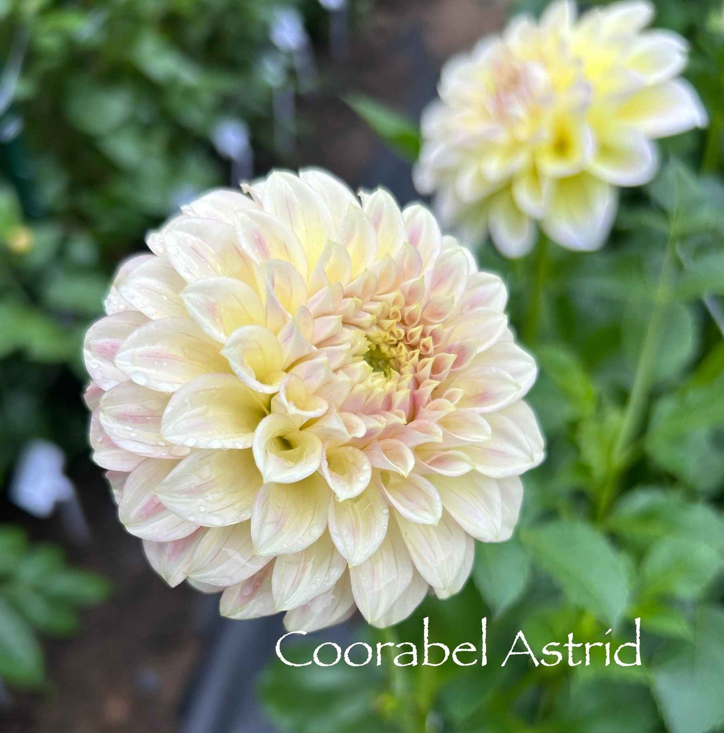 Coorabel Astrid Tuber
