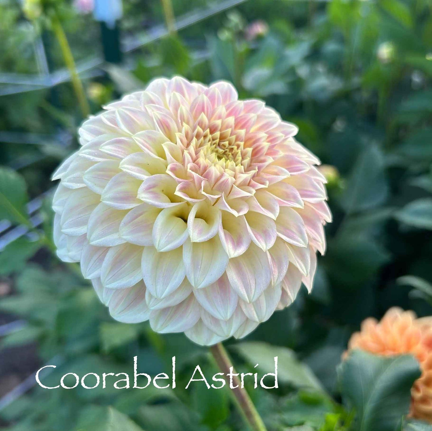 Coorabel Astrid Tuber