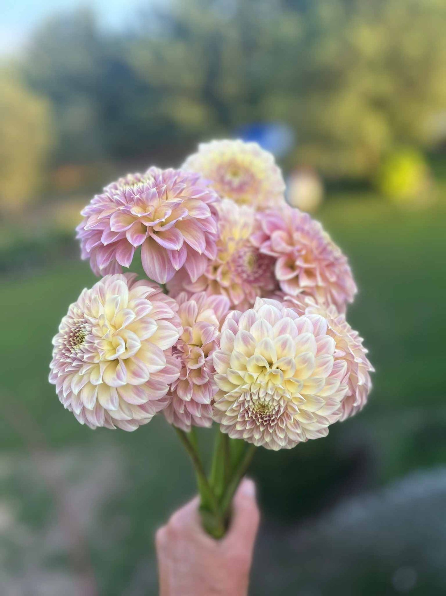Coorabel Astrid Tuber