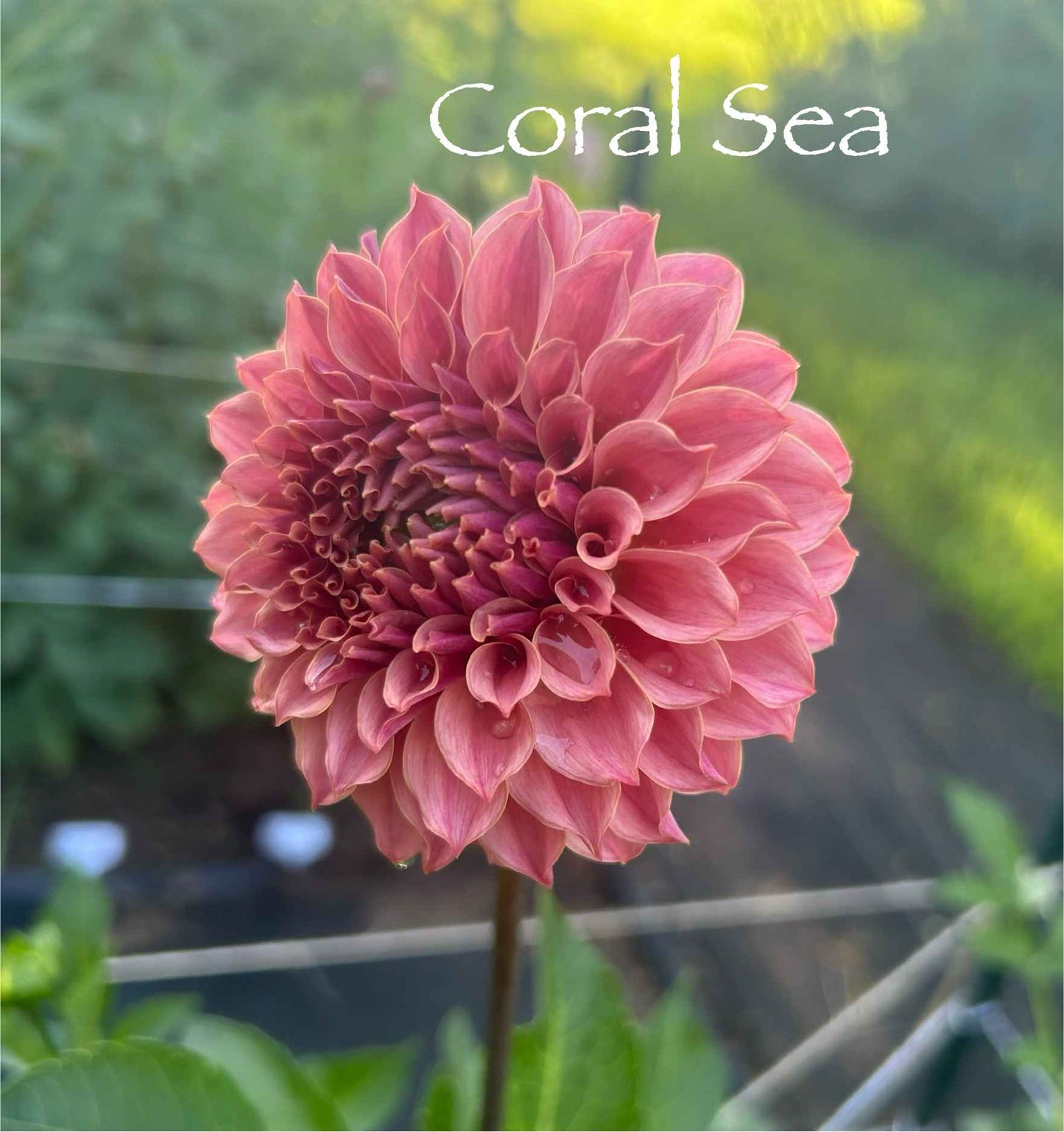 Coral Sea Tuber