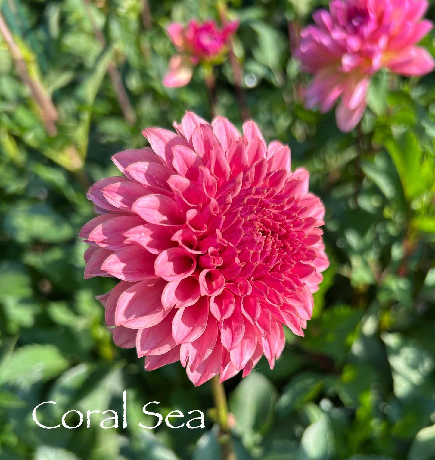 Coral Sea Tuber