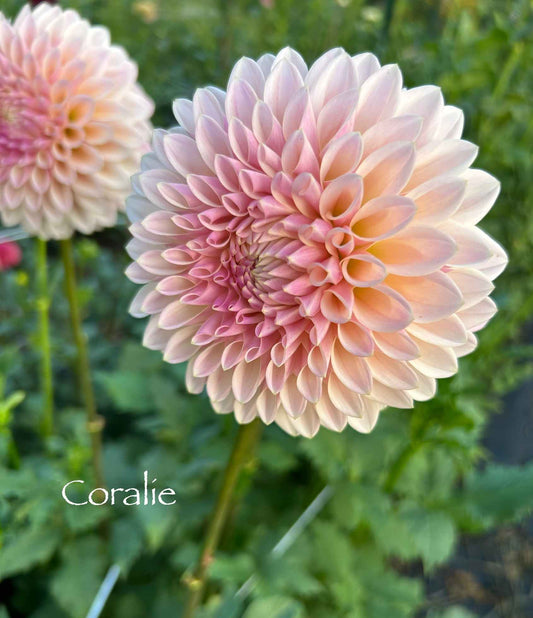 Coralie Tuber