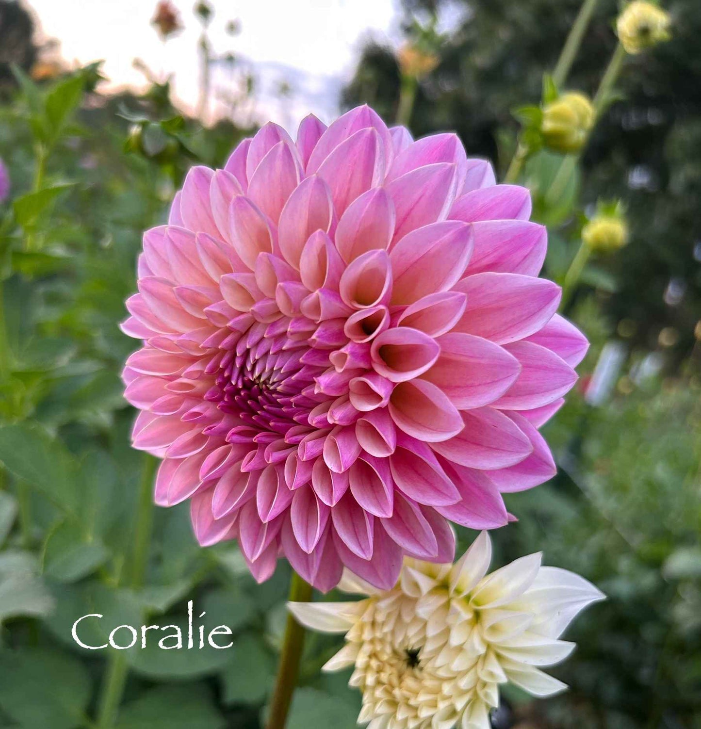 Coralie Tuber