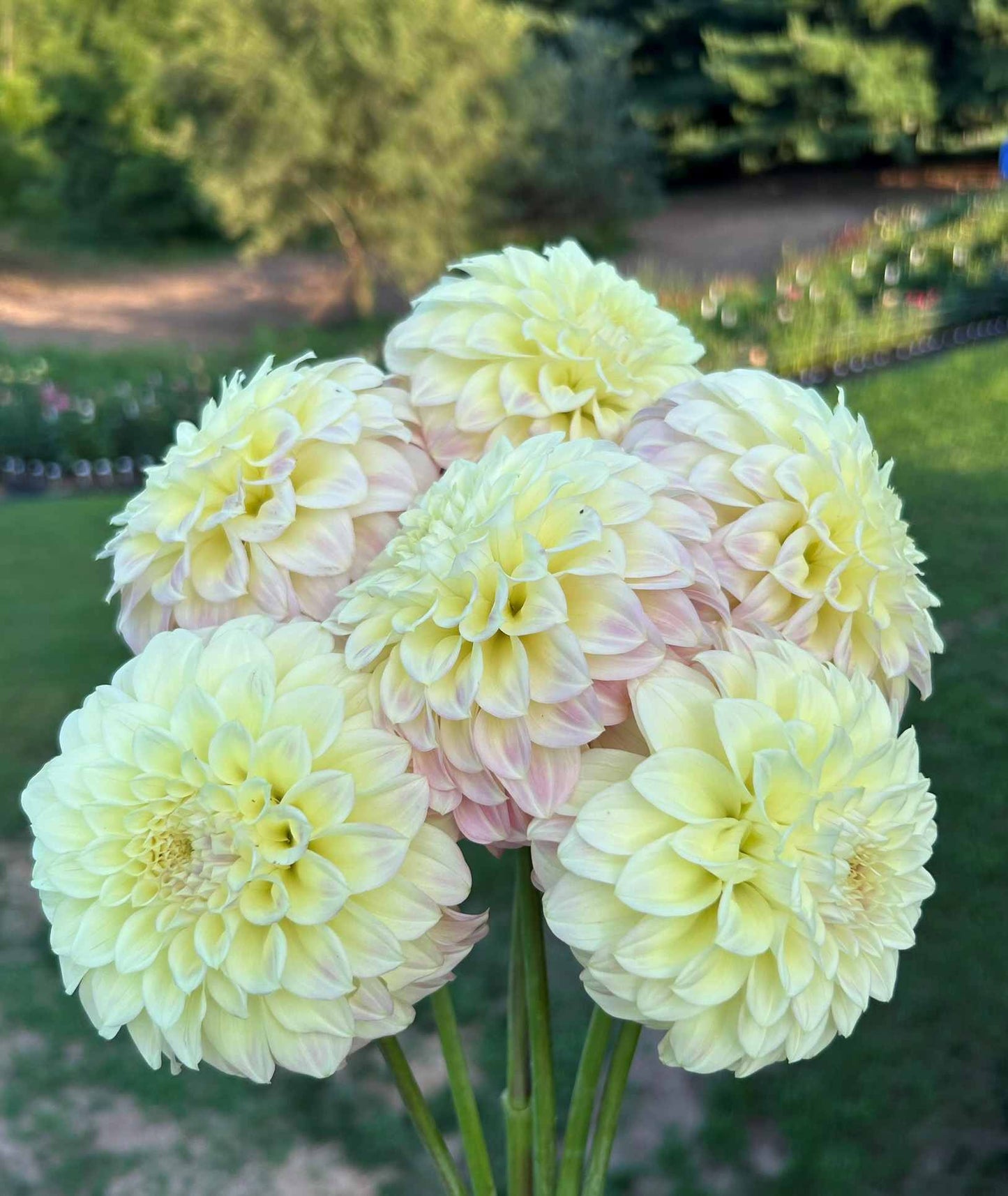 Coorabel Astrid Tuber