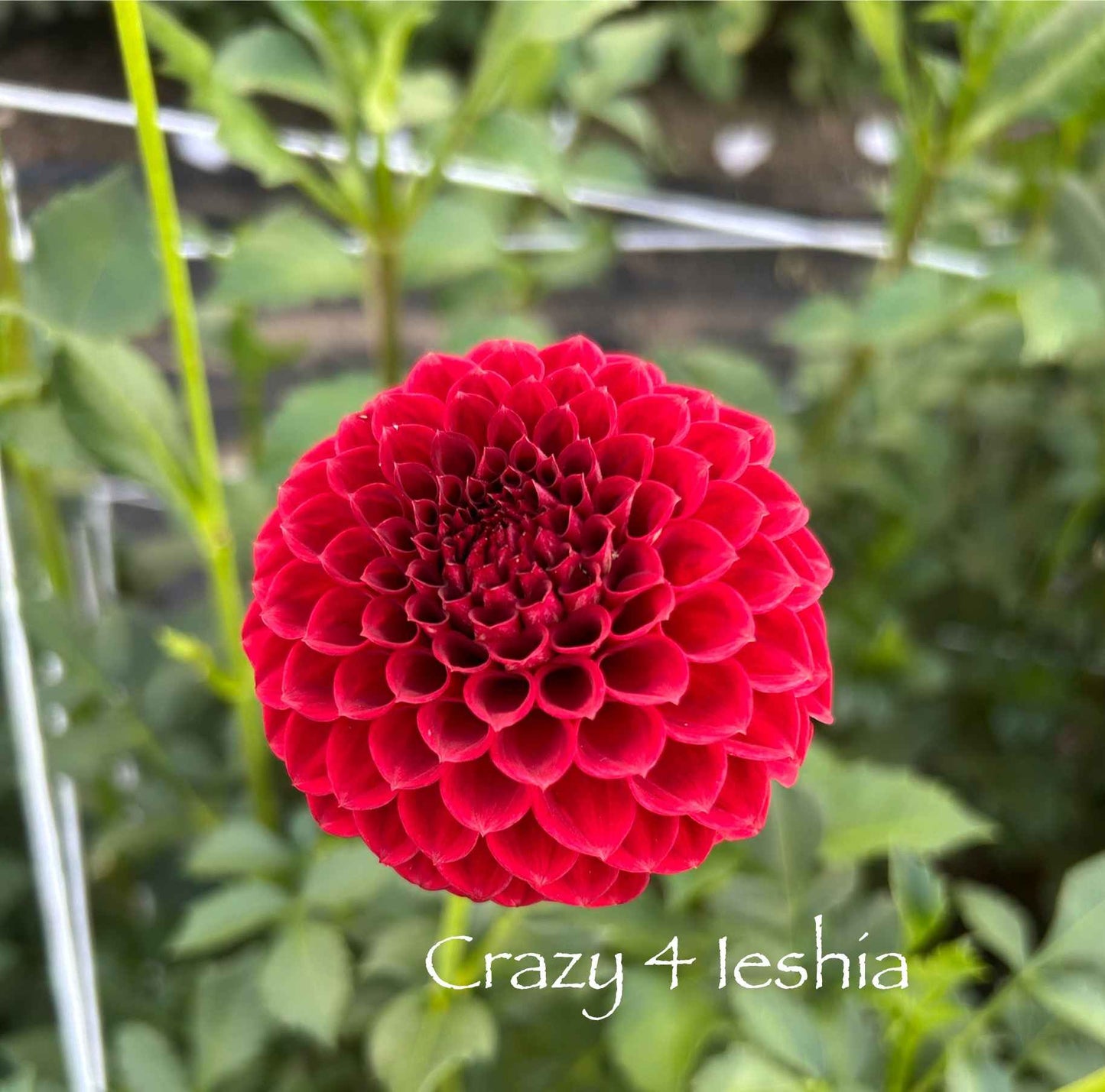 Crazy 4 Ieshia Tuber