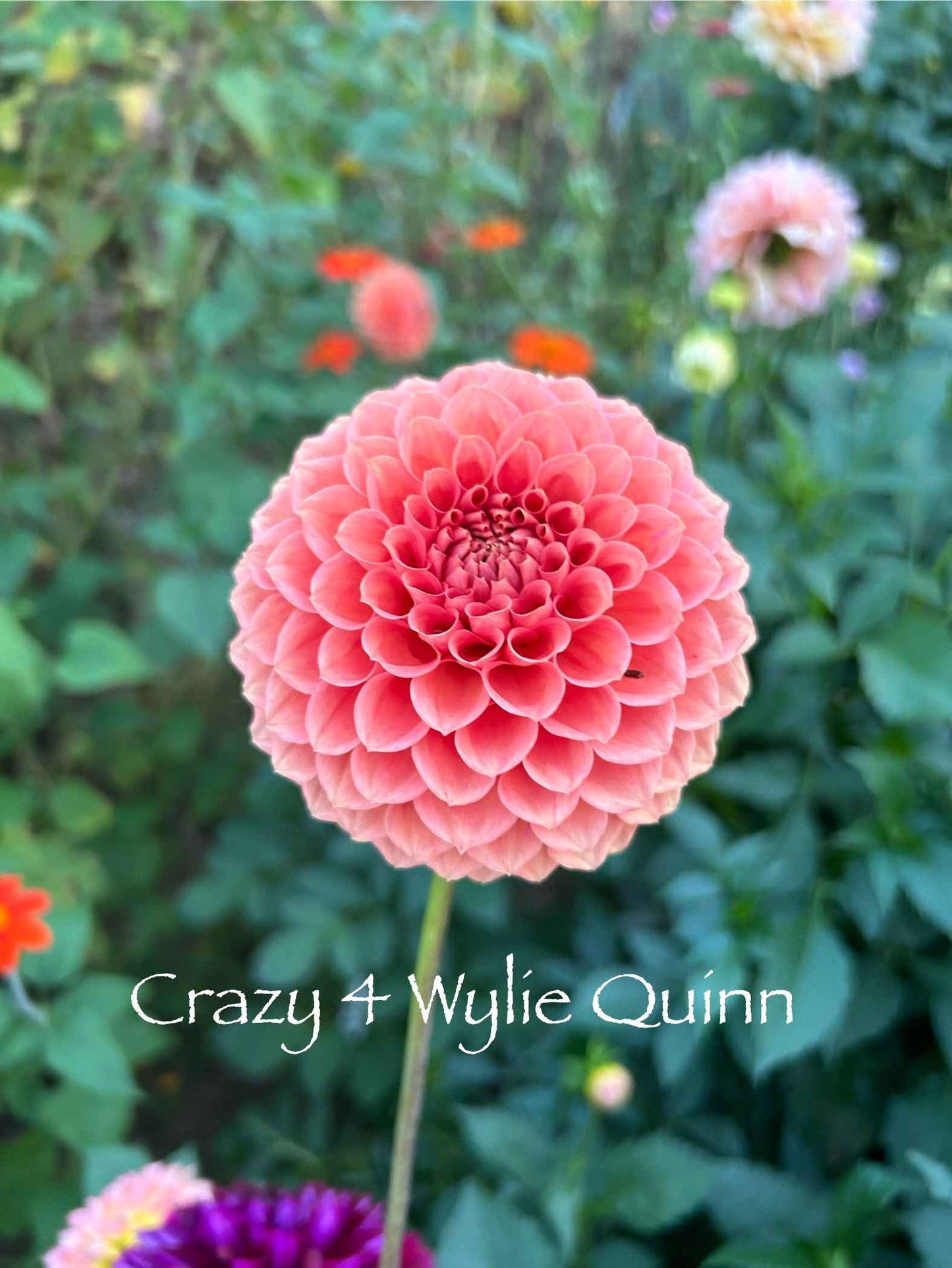 Crazy 4 Wiley Quinn Tuber