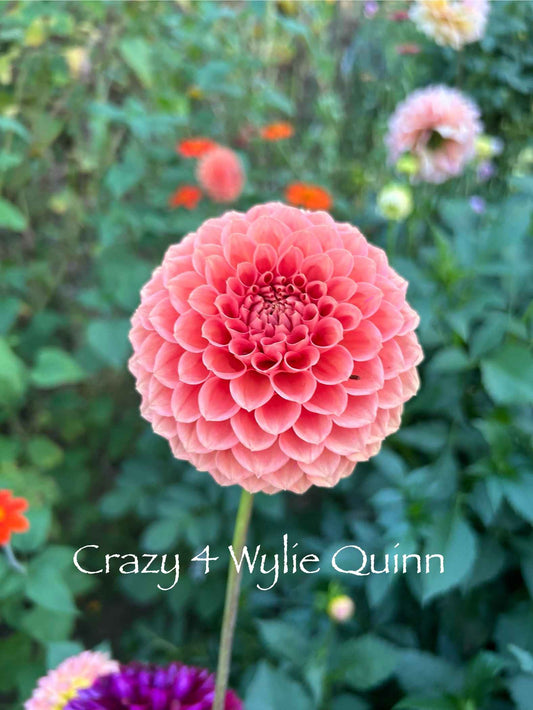Crazy 4 Wiley Quinn Tuber