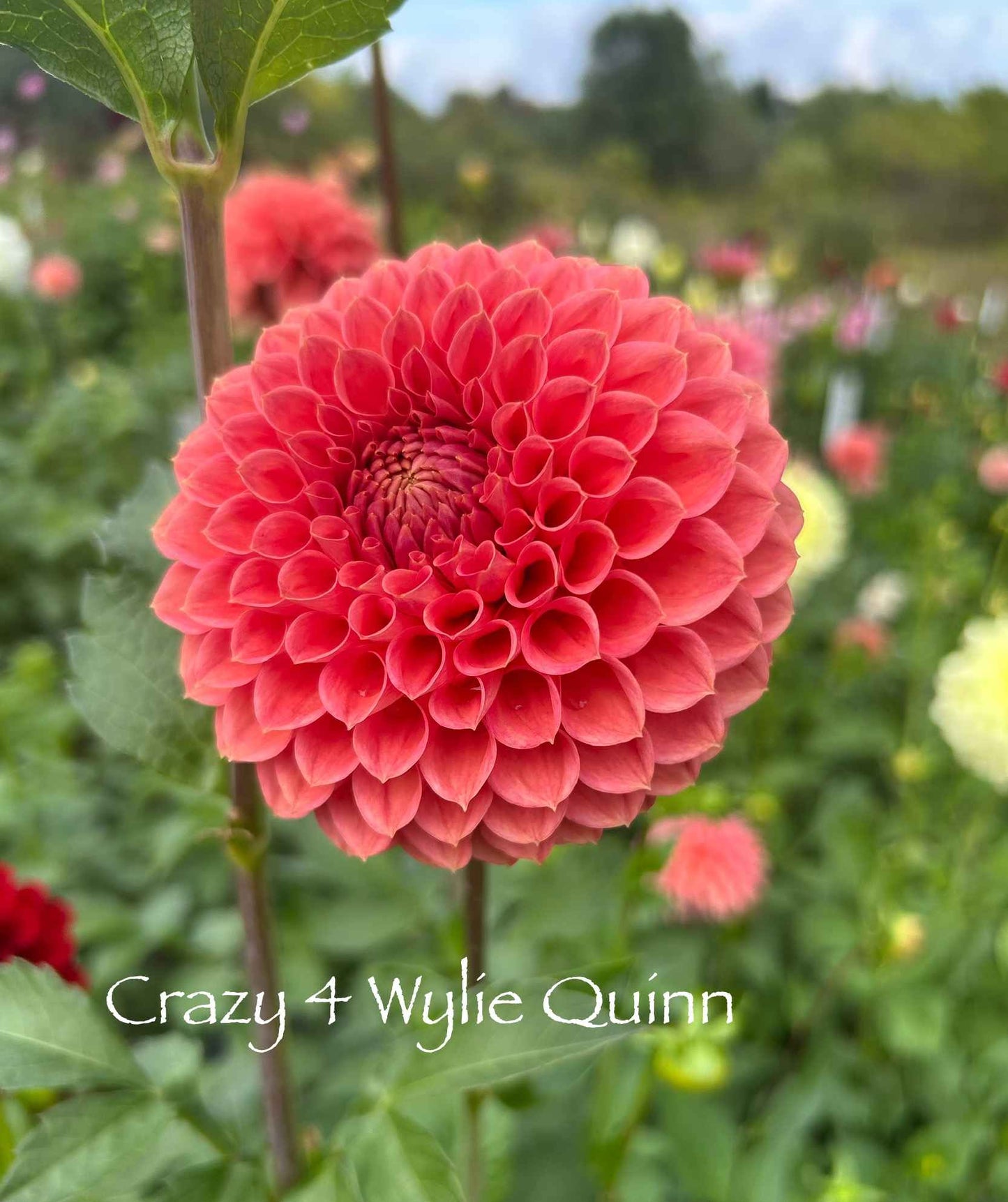 Crazy 4 Wiley Quinn Tuber