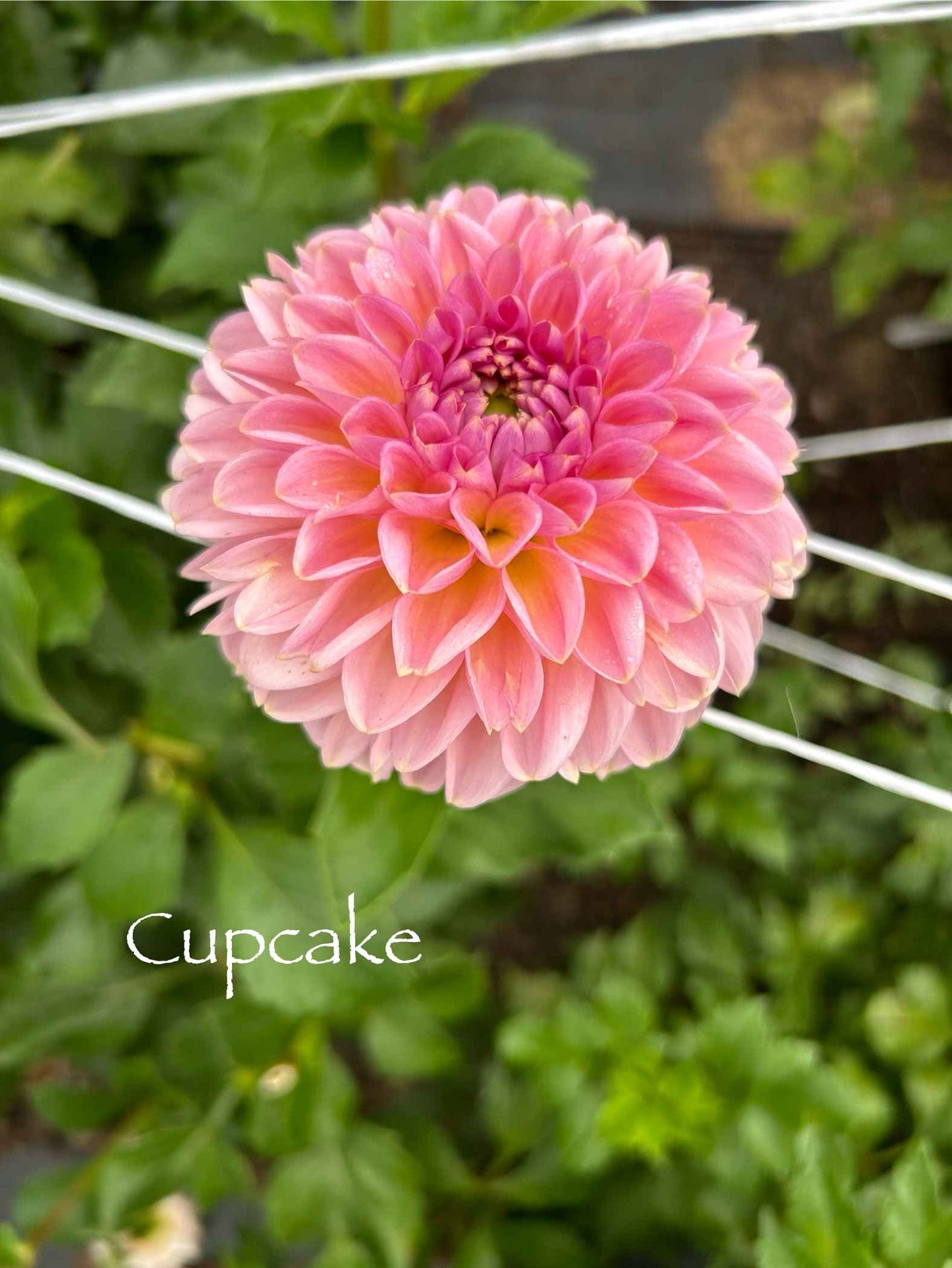 Cupcake Tuber