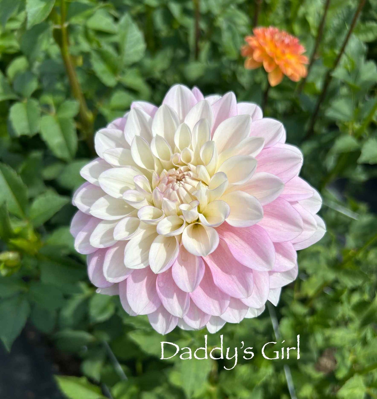 Daddy's Girl Tuber