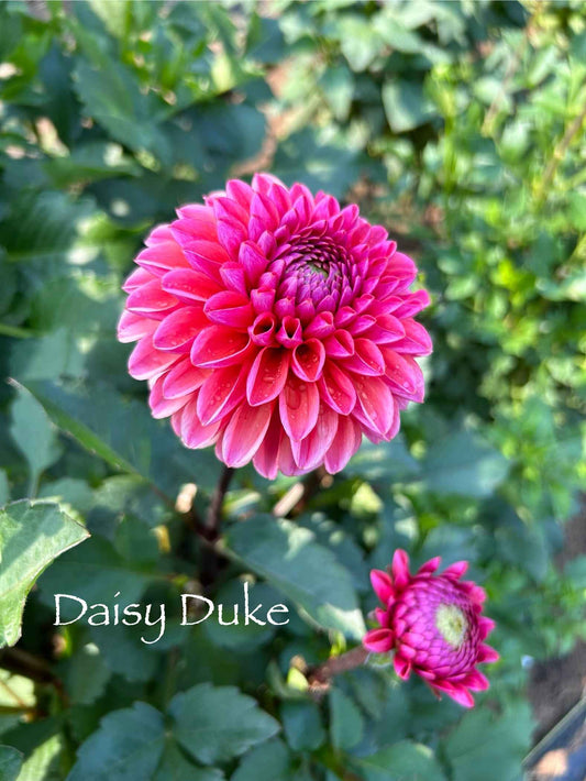 Daisy Duke Tuber