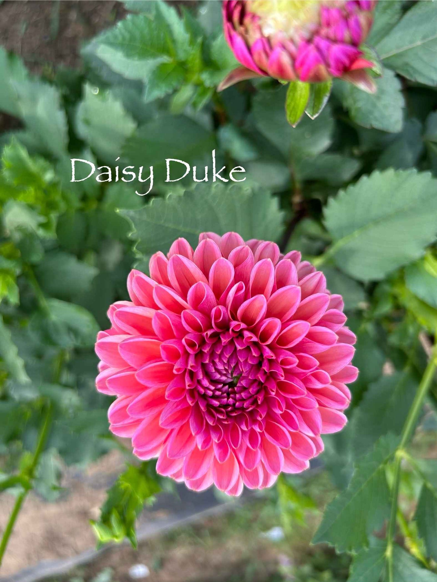 Daisy Duke Tuber