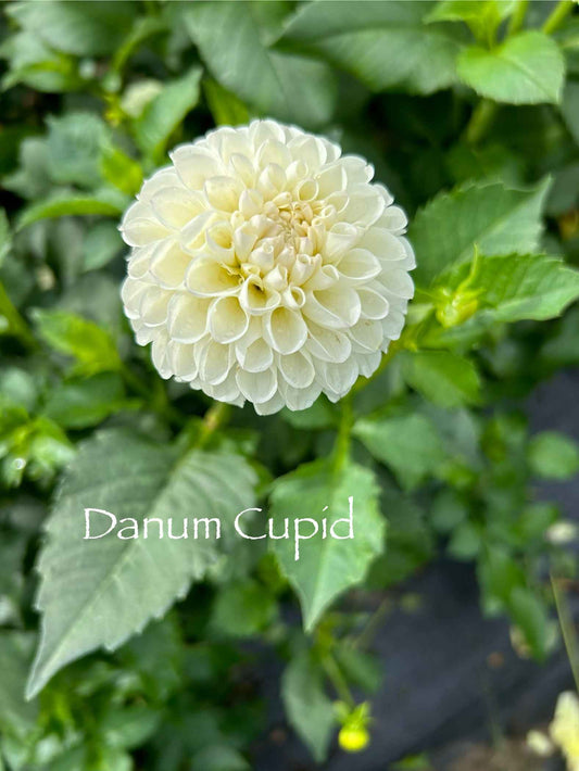 Danum Cupid Tuber