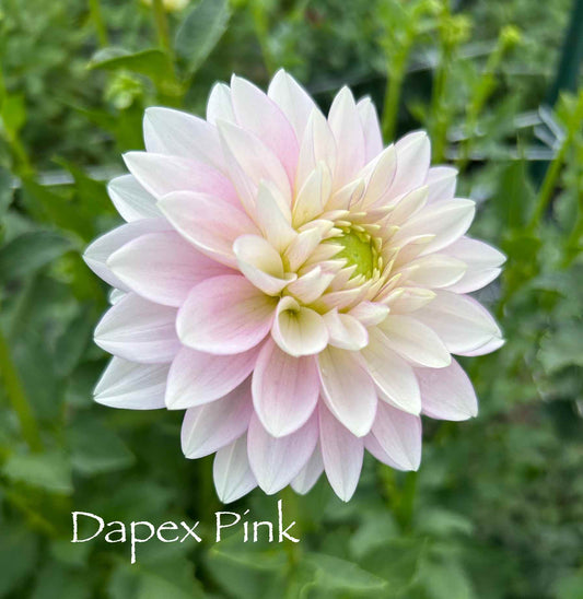 Dapex Pink Delight Tuber
