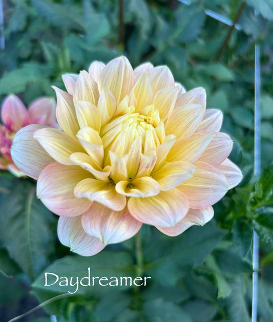 Daydreamer Tuber