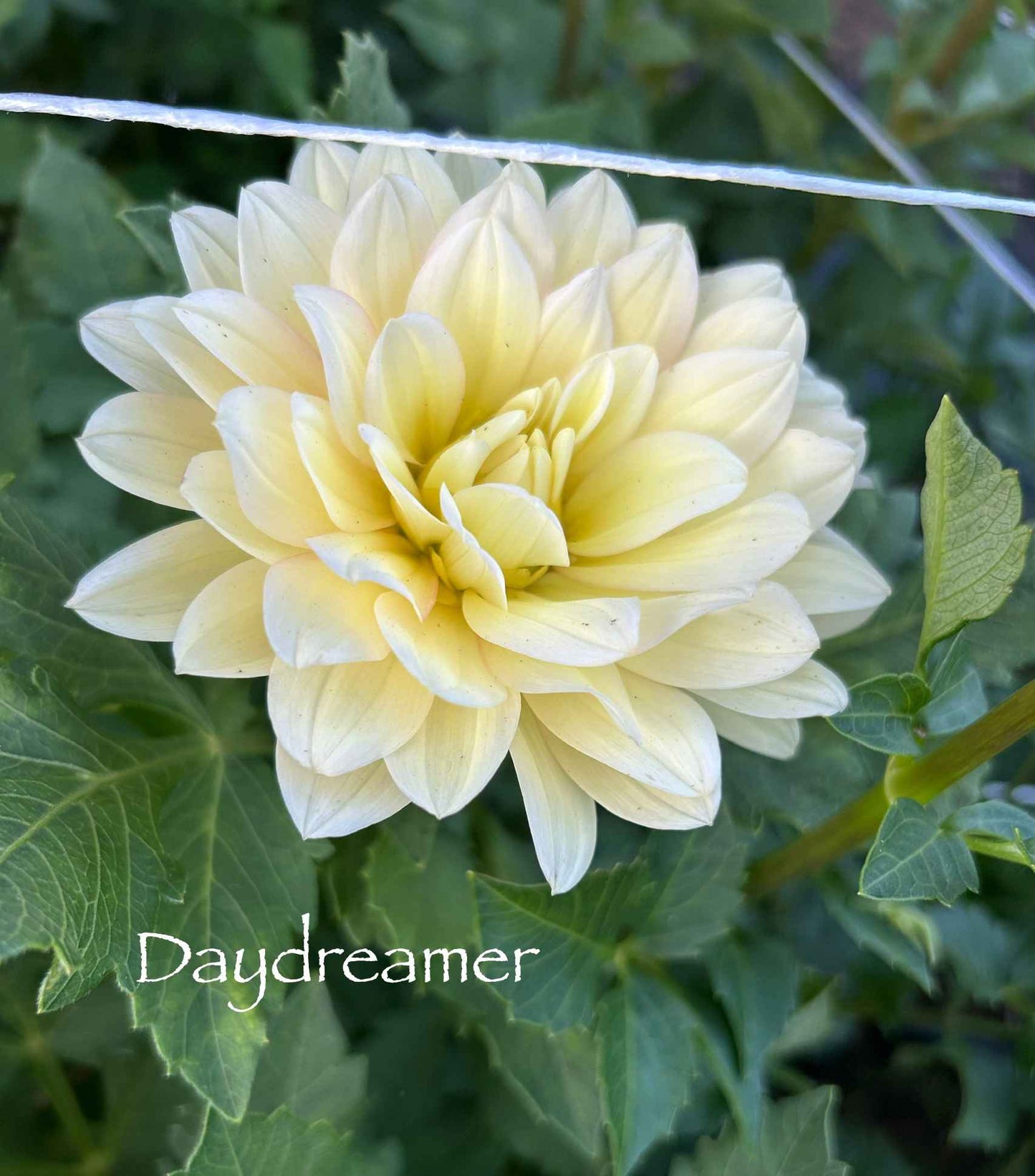Daydreamer Tuber