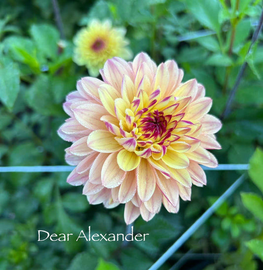 Dear Alexander Tuber