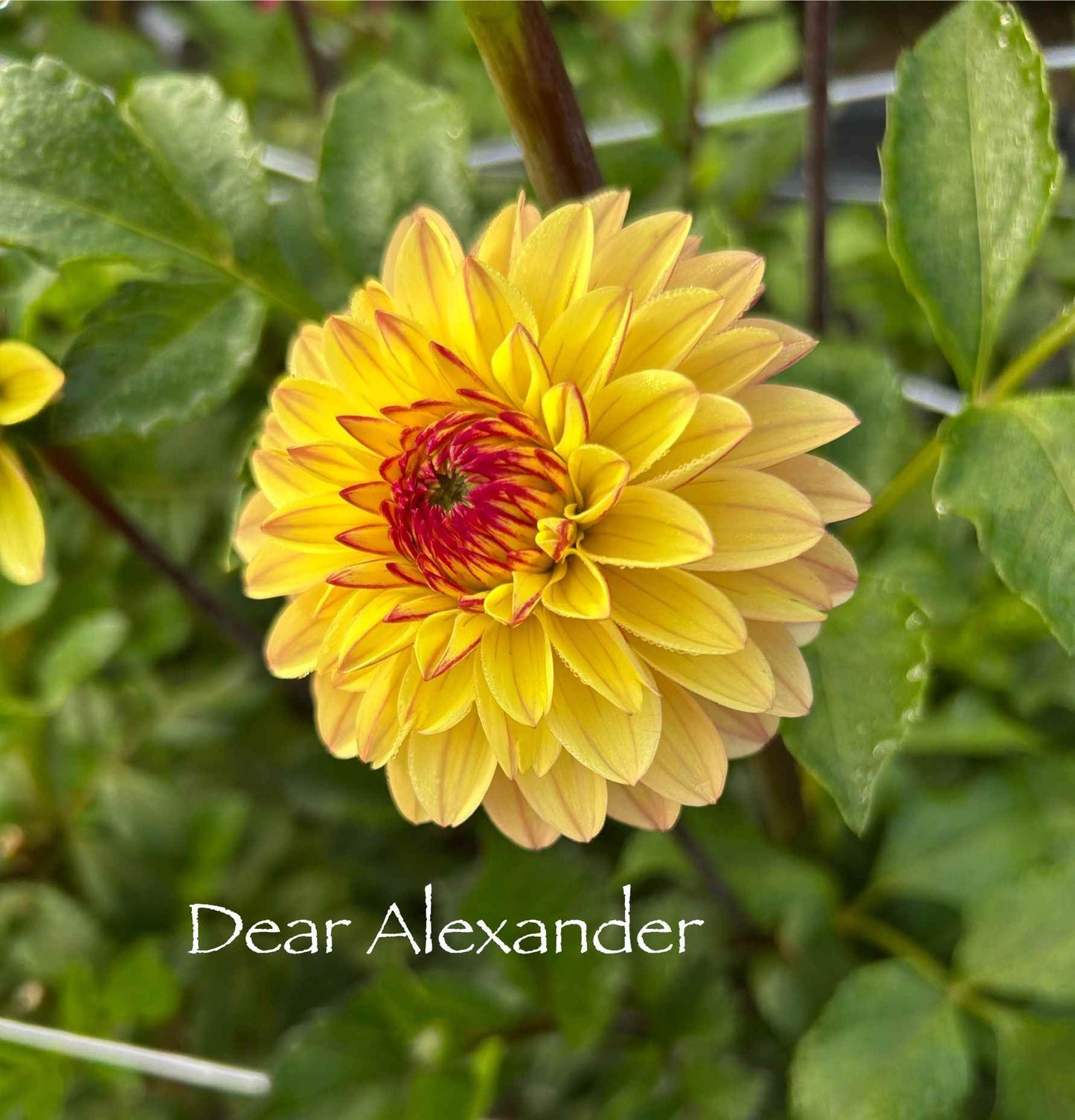 Dear Alexander Tuber