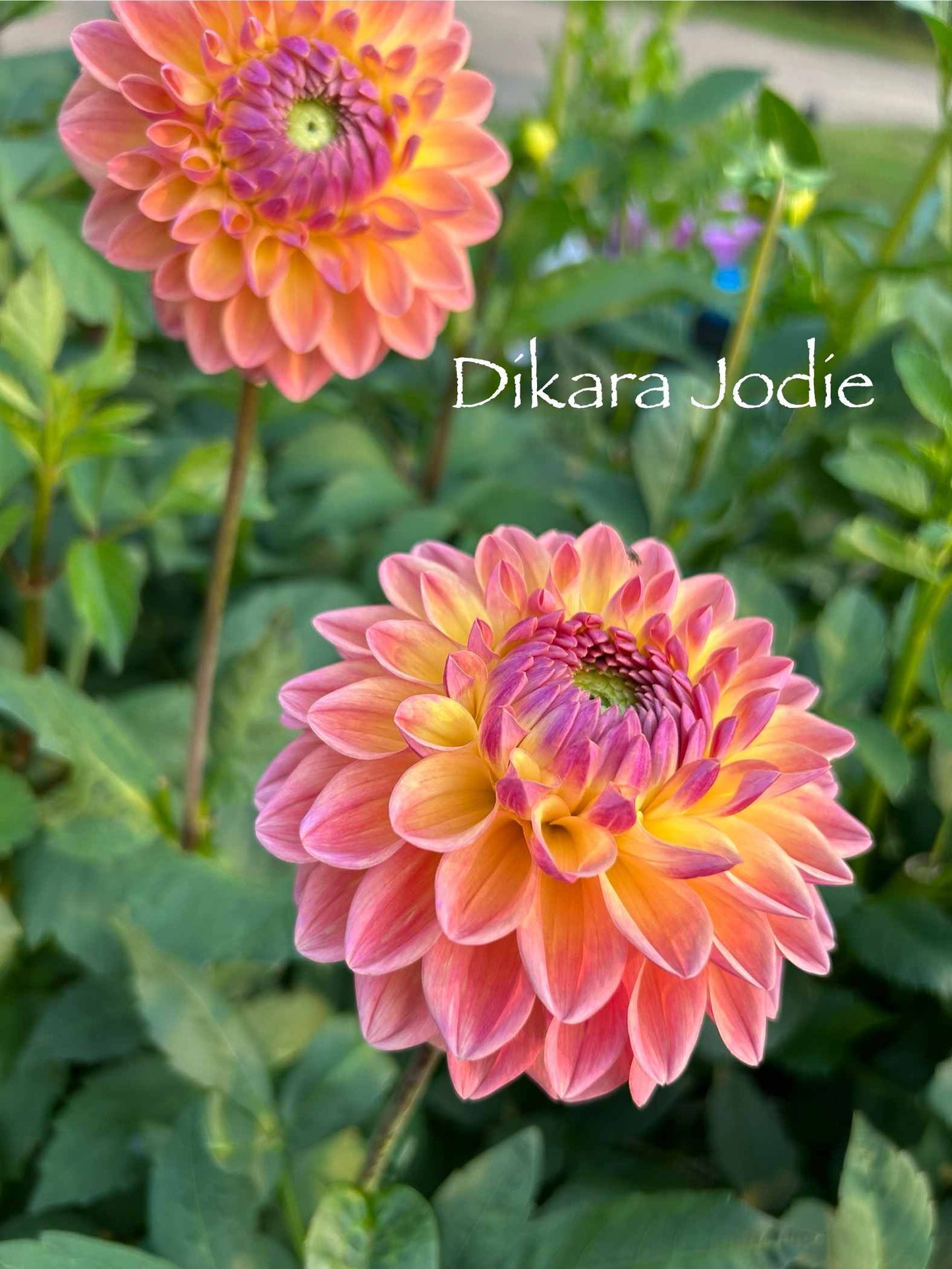 Dikara Jodie Tuber