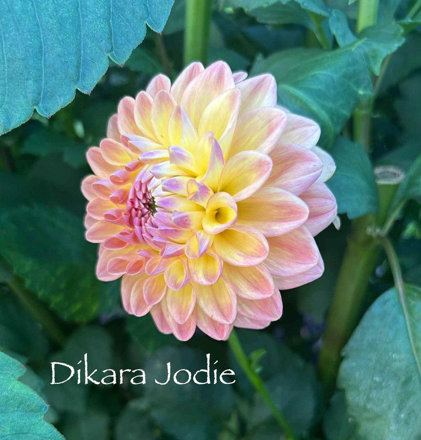 Dikara Jodie Tuber