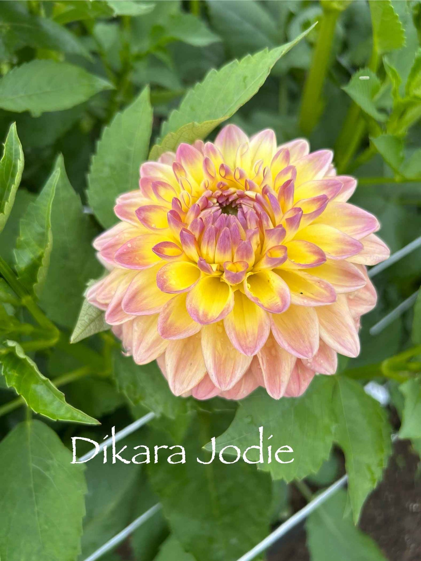 Dikara Jodie Tuber