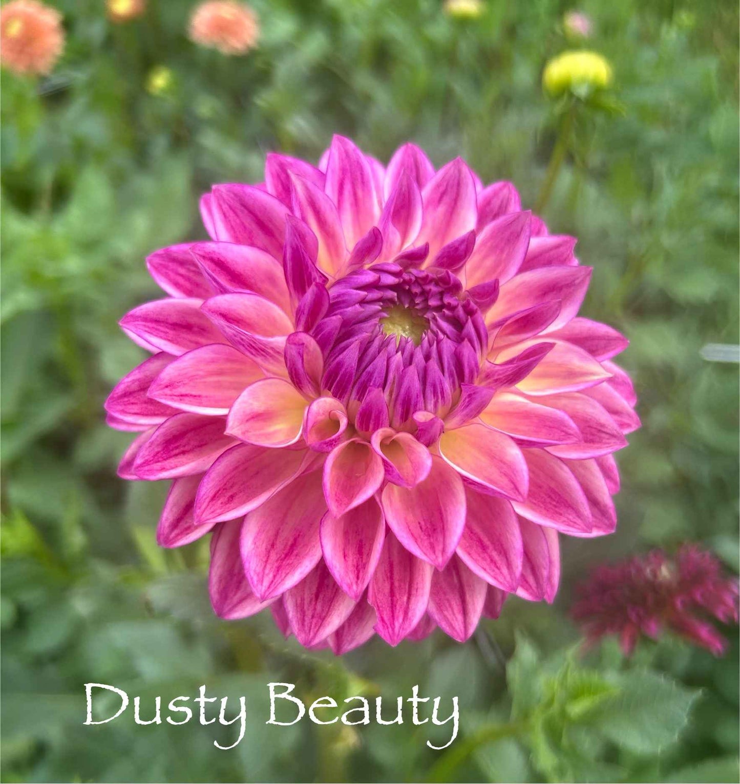 Dusty Beauty Tuber