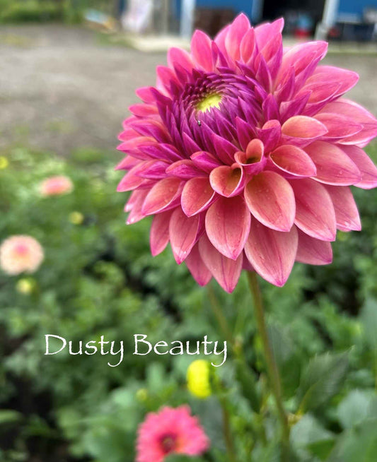 Dusty Beauty Tuber