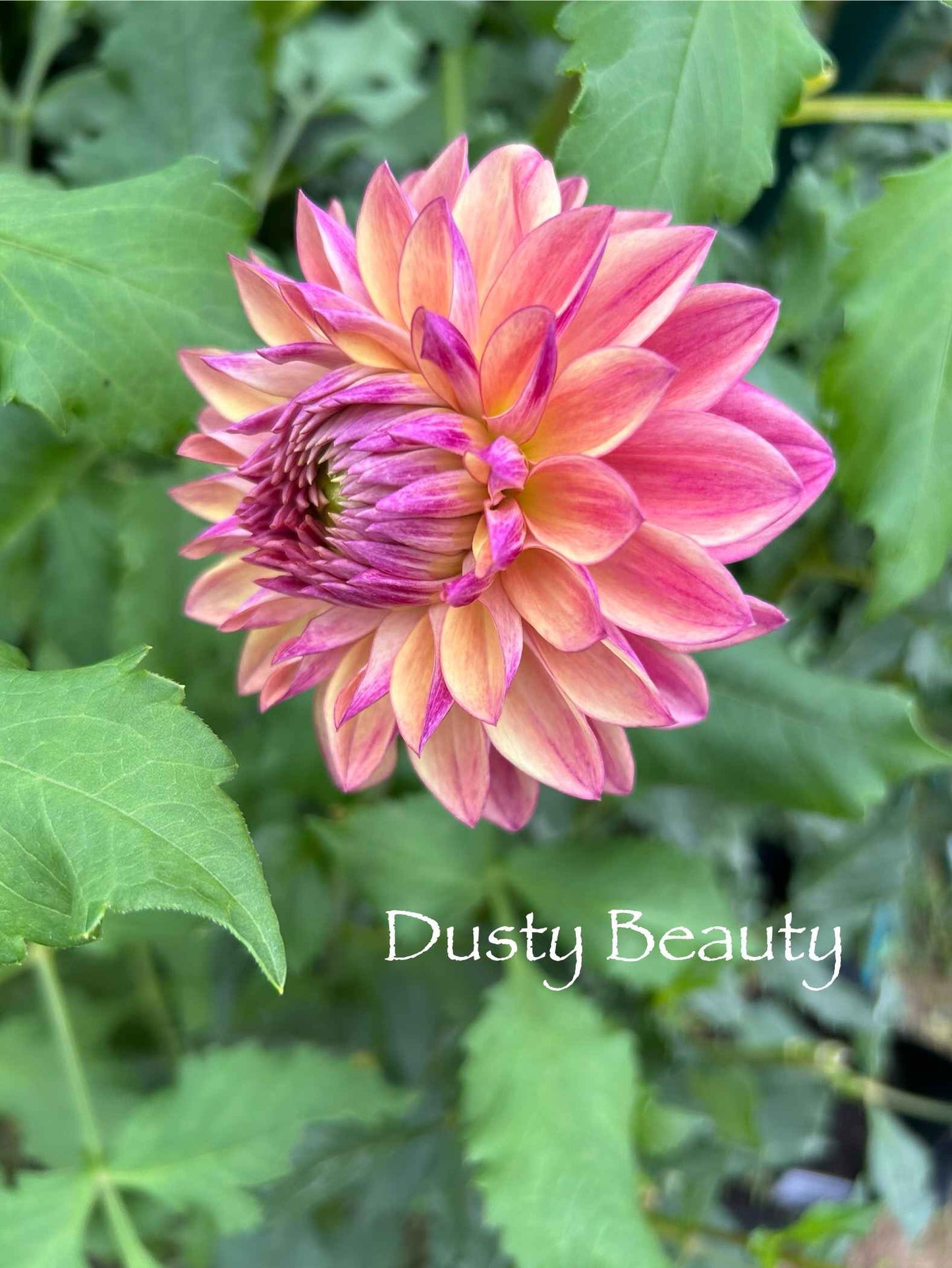 Dusty Beauty Tuber