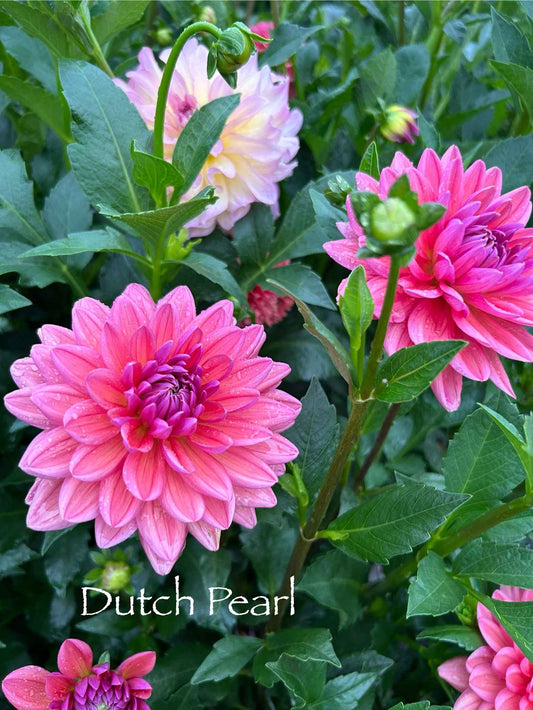 Dutch Pearl Tuber