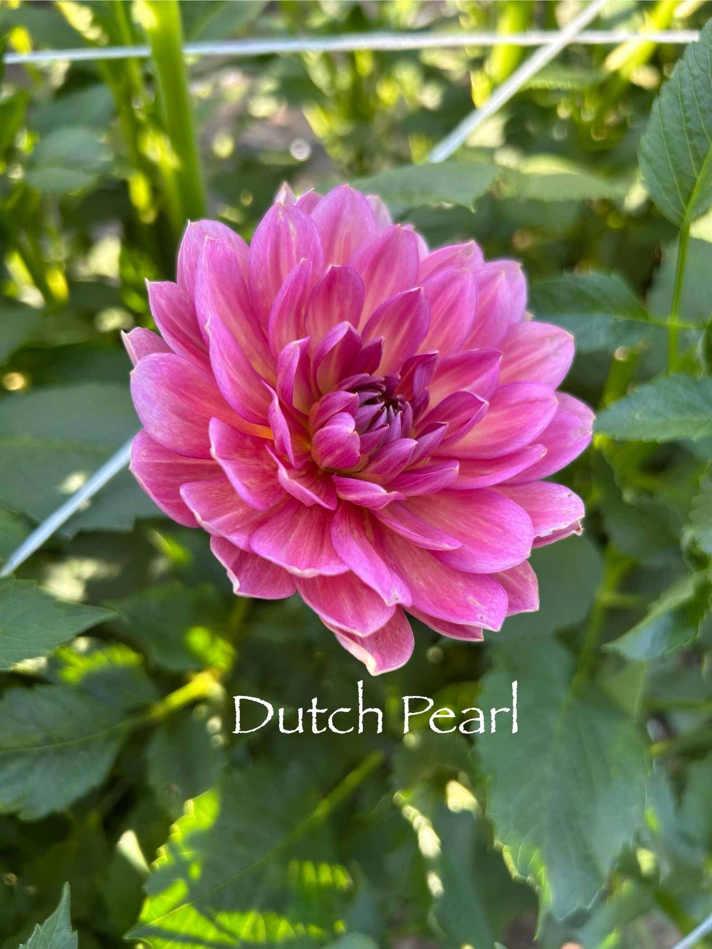 Dutch Pearl Tuber