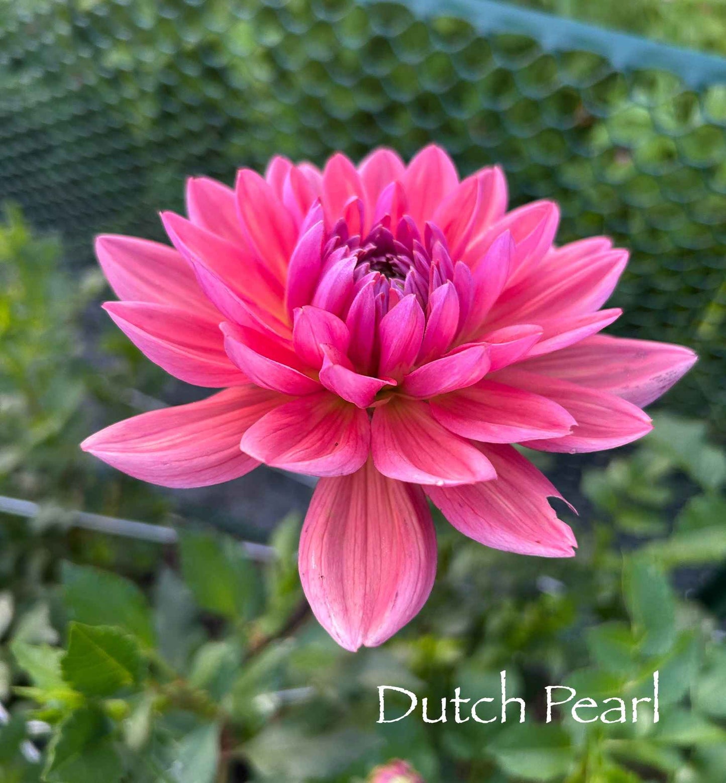 Dutch Pearl Tuber