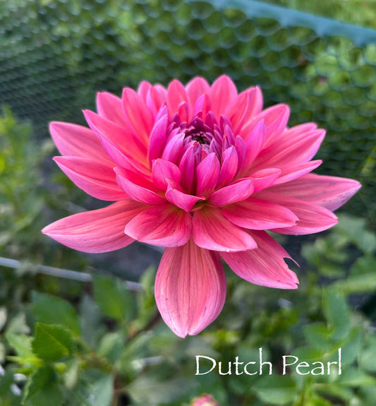 Dutch Pearl Tuber