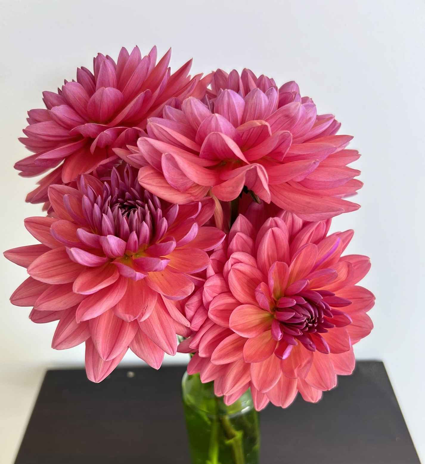 Dutch Pearl Tuber