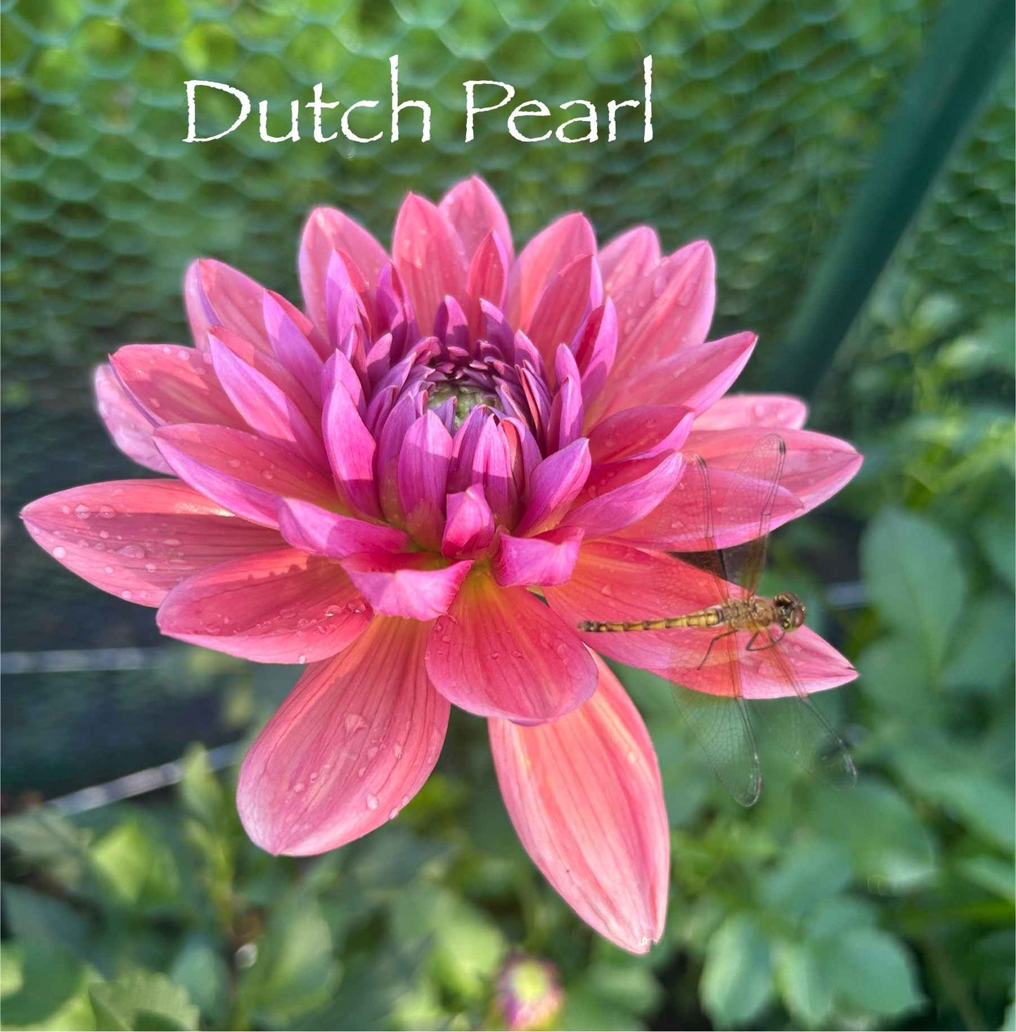 Dutch Pearl Tuber