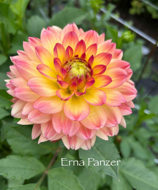 Erna Panzer Tuber