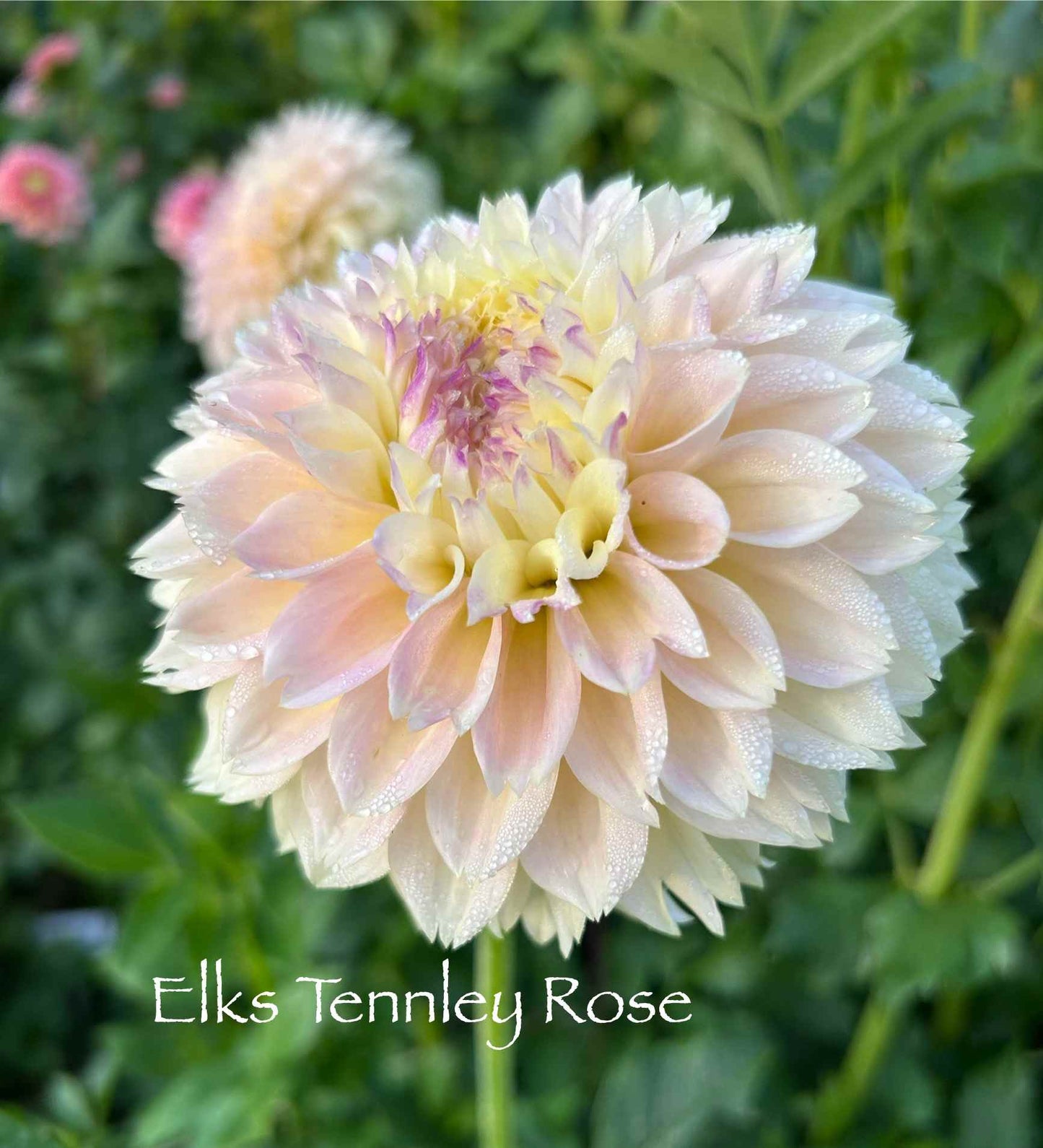 Elks Tennley Rose Tuber