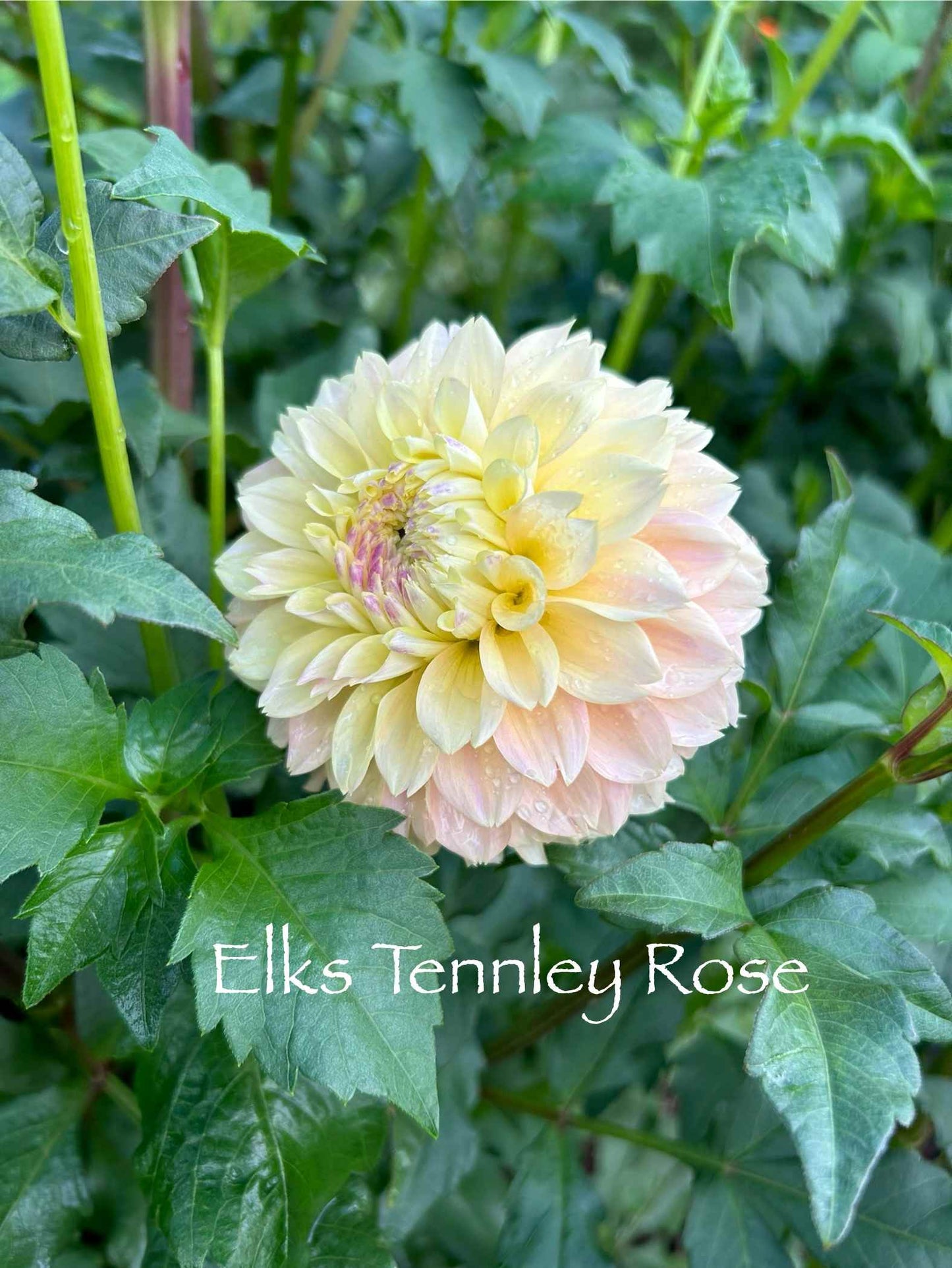 Elks Tennley Rose Tuber