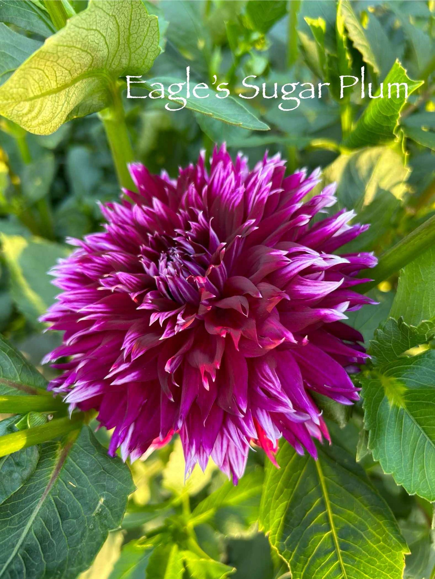 Eagle's Sugar Plum Tuber