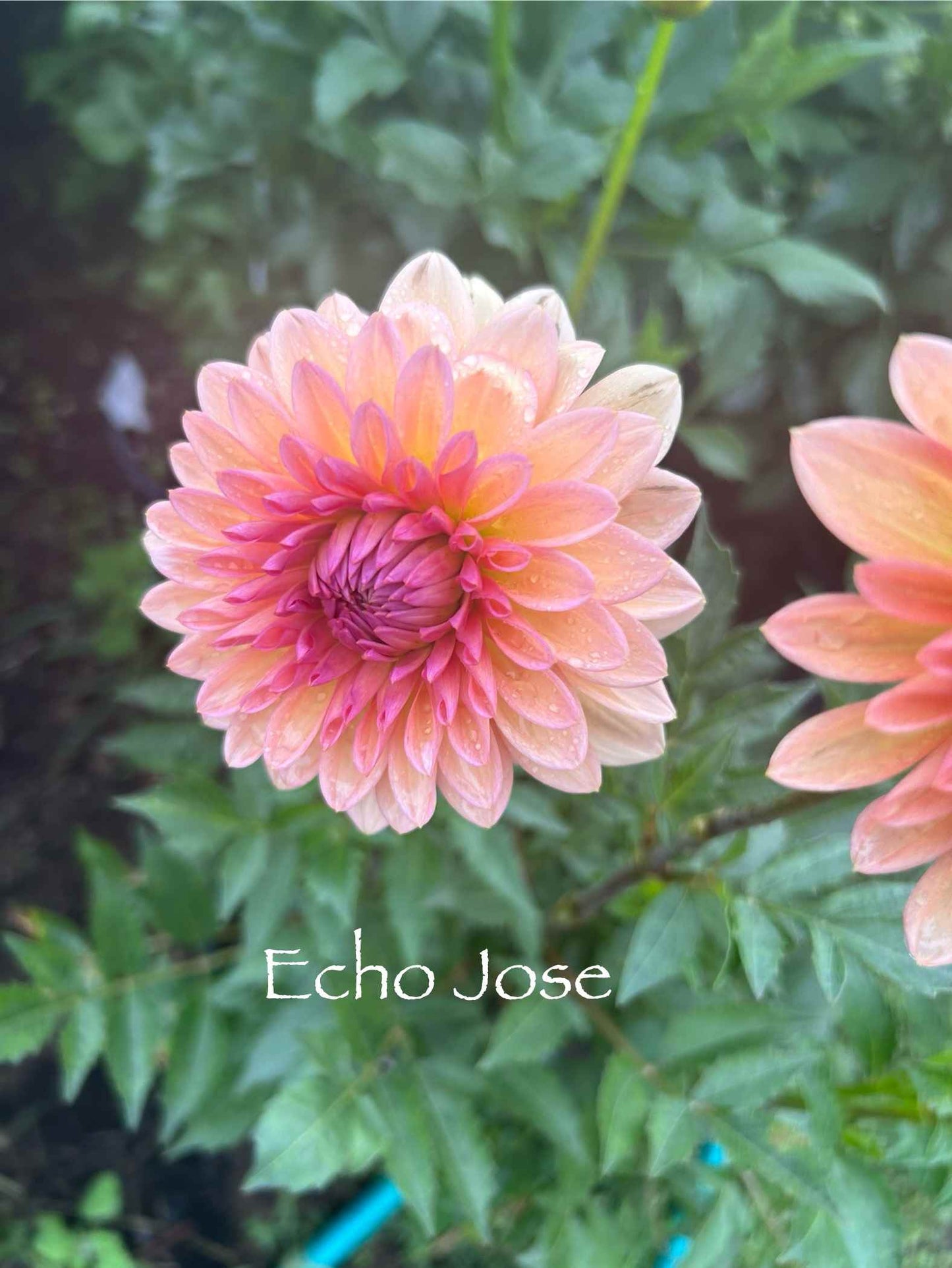 Echo Jose Tuber