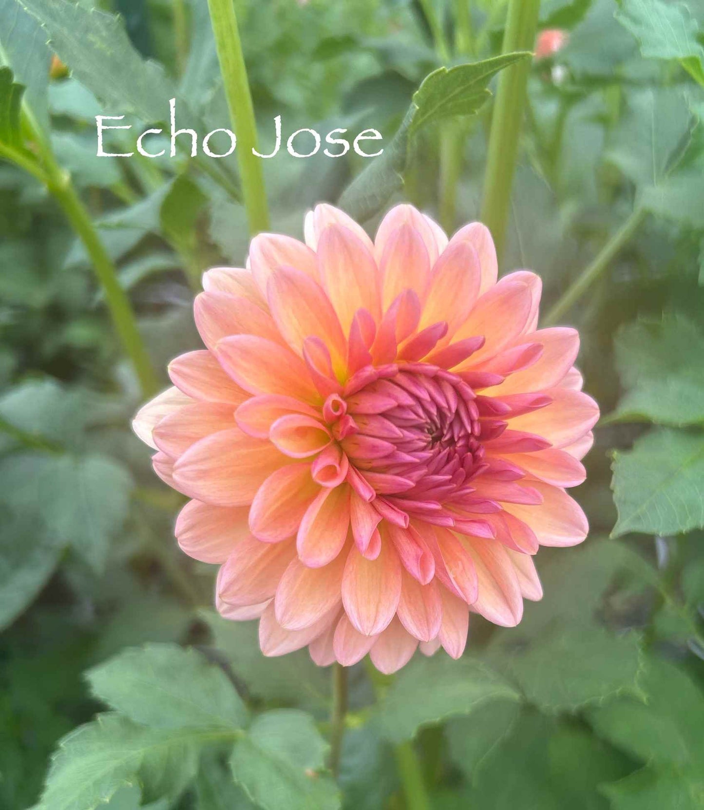 Echo Jose Tuber