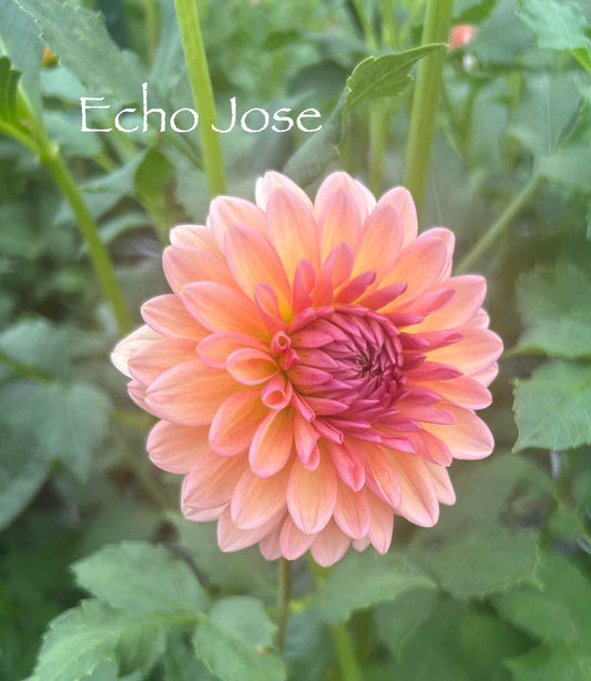 Echo Jose Tuber