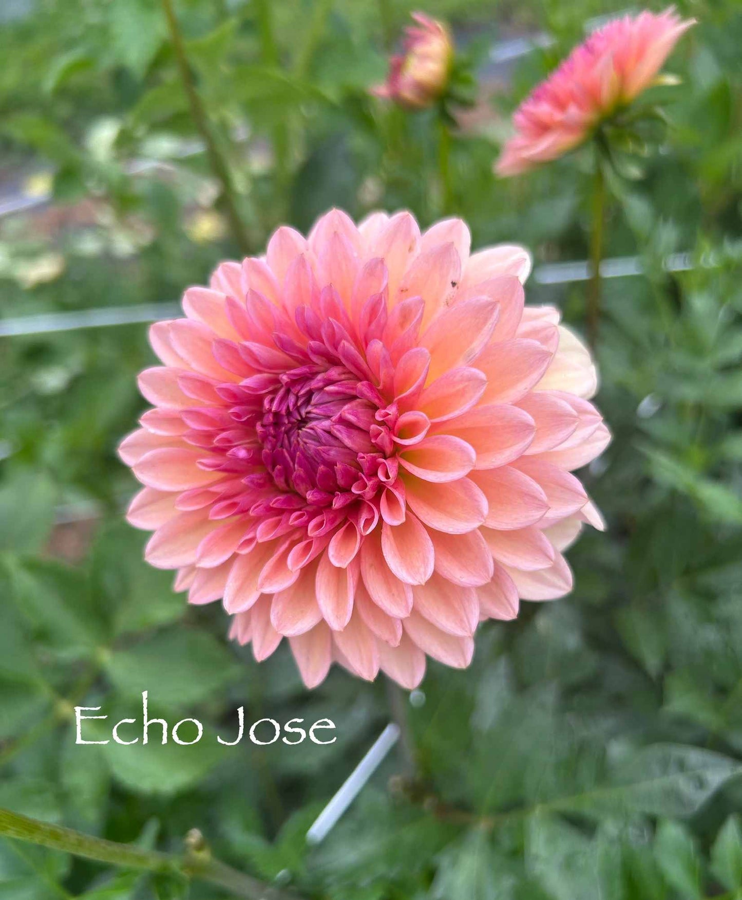 Echo Jose Tuber