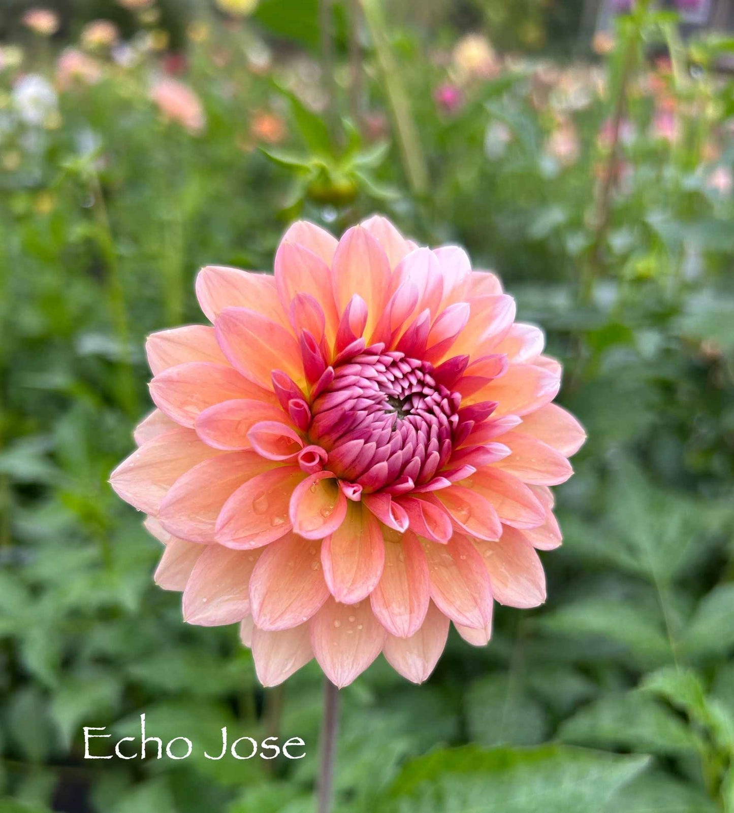 Echo Jose Tuber