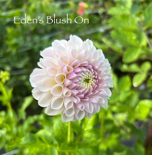 Eden's Blush On Tuber
