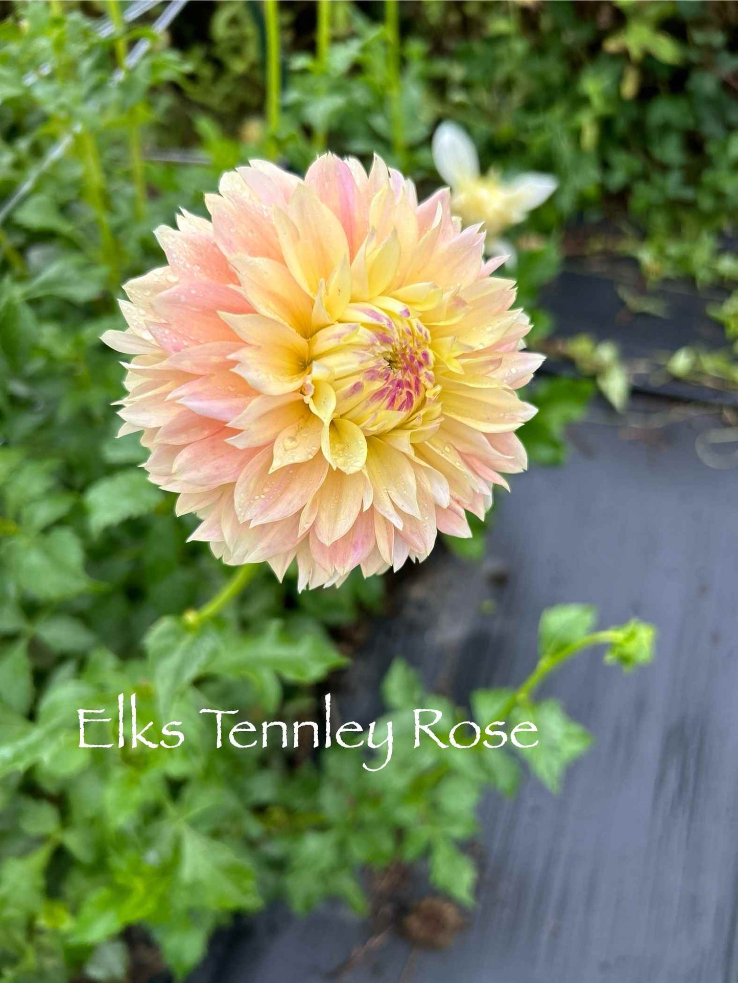 Elks Tennley Rose Tuber