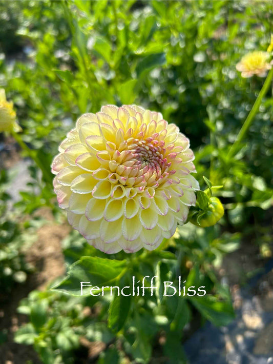 Ferncliff Bliss Tuber