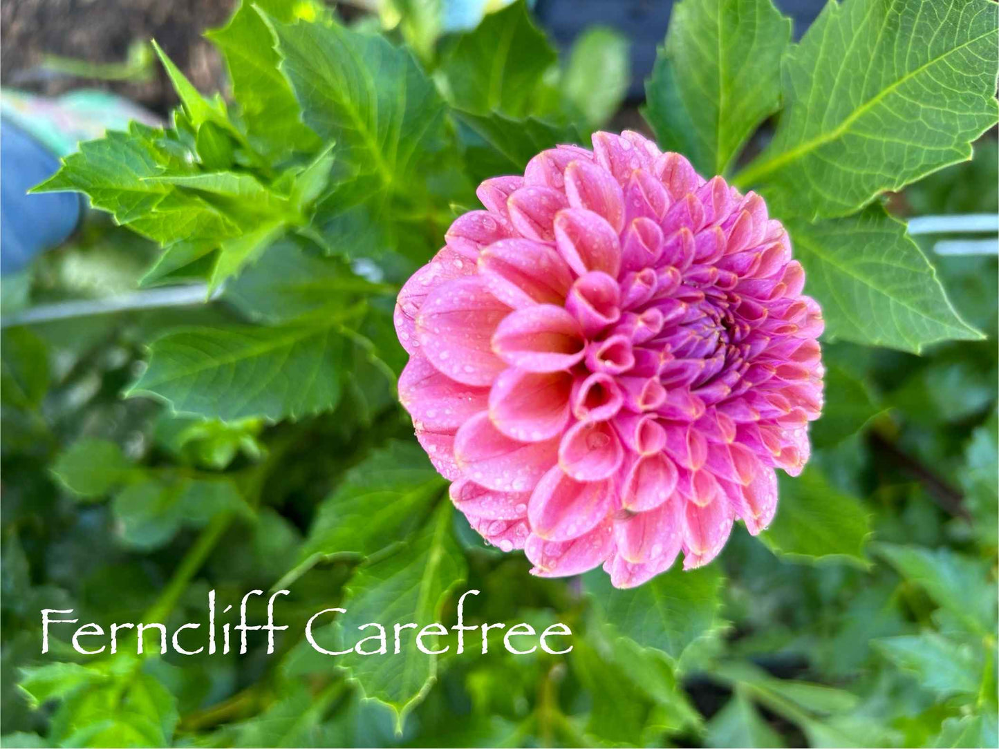 Ferncliff Carefree Tuber