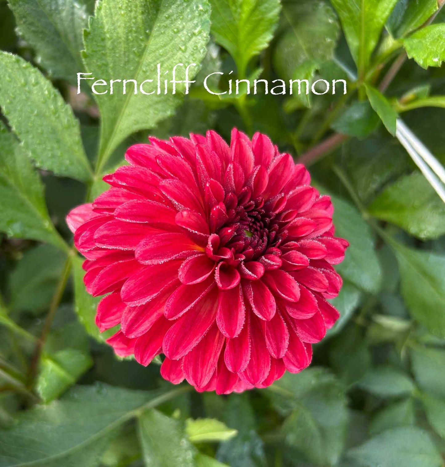 Ferncliff Cinnamon Tuber