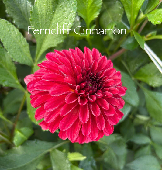 Ferncliff Cinnamon Tuber